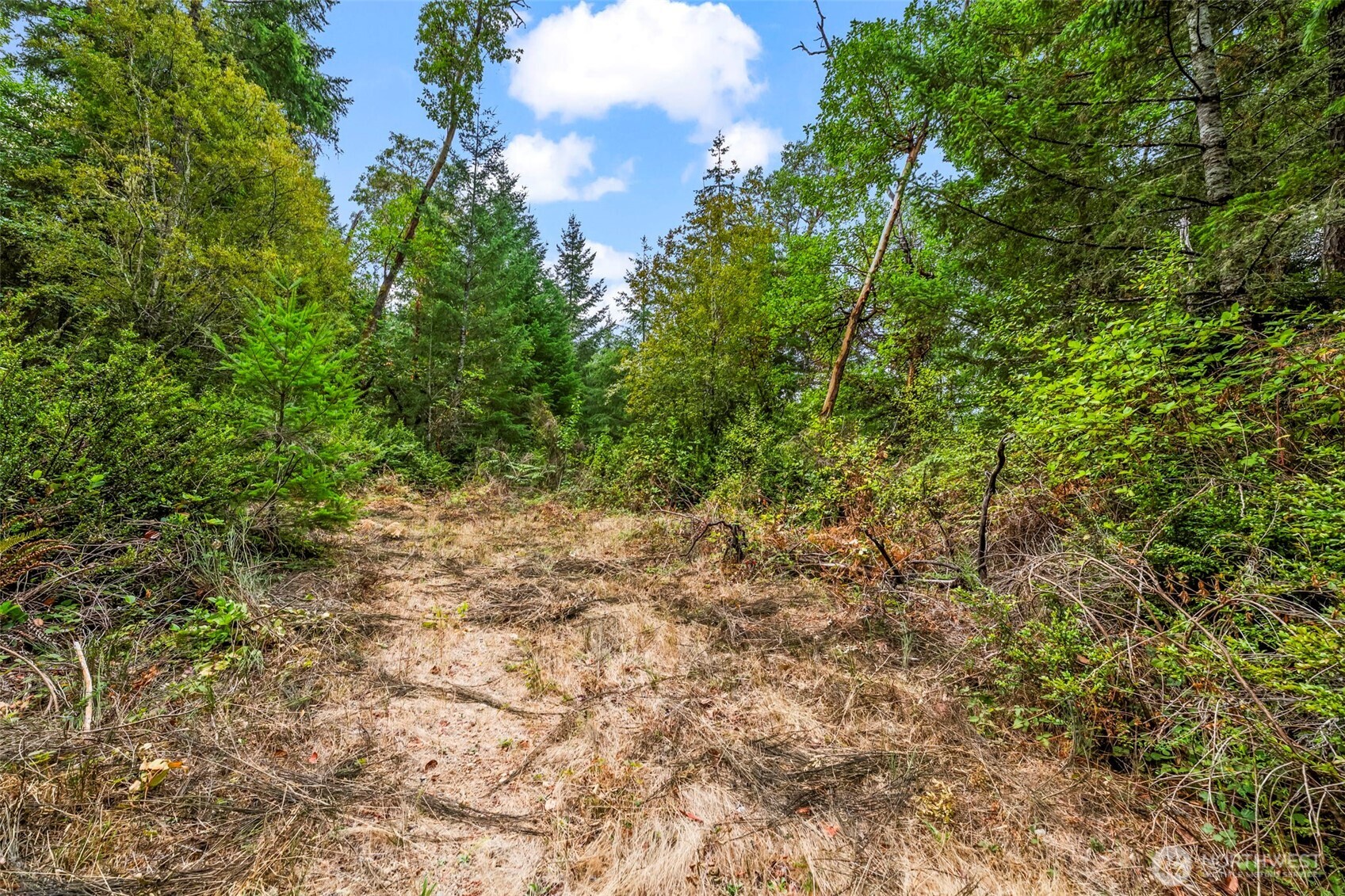 17420 74th Street Northwest Vaughn, WA 98394 - Photo 4 of 17 a view of a yard with a tree