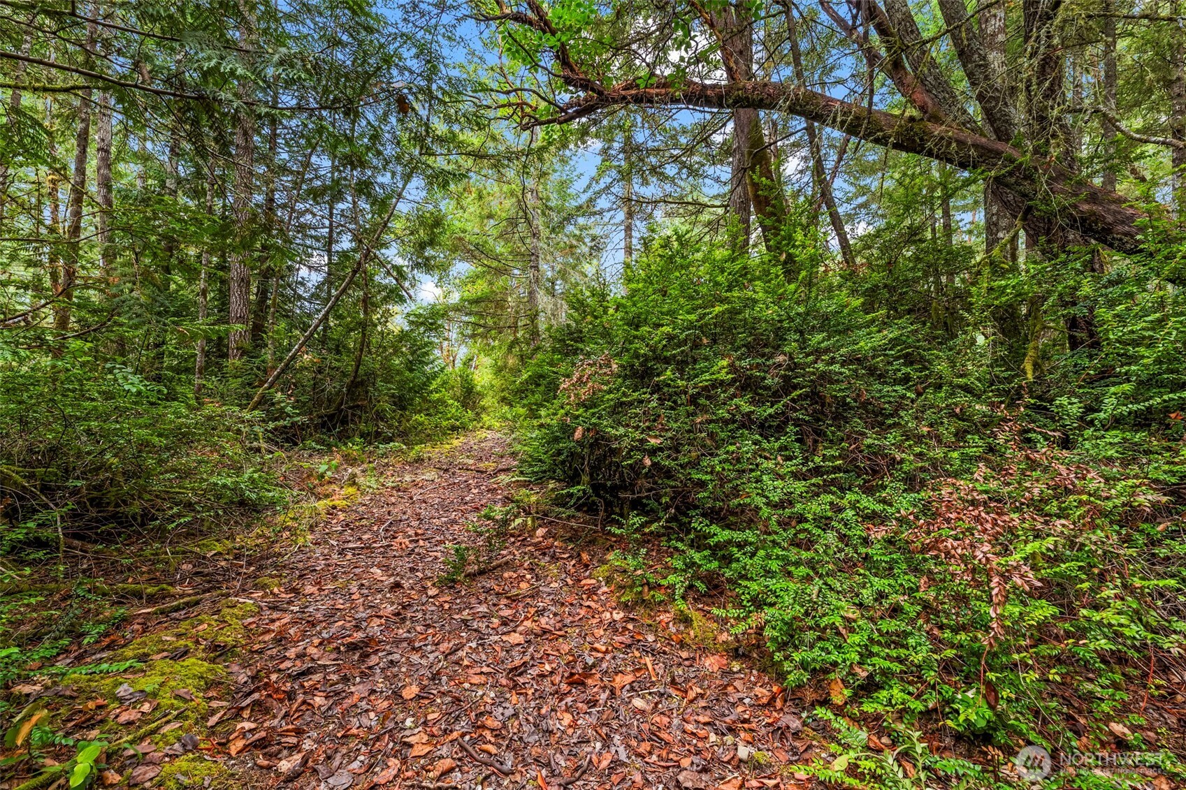 17420 74th Street Northwest Vaughn, WA 98394 - Photo 6 of 17 a view of a yard with plants and large trees