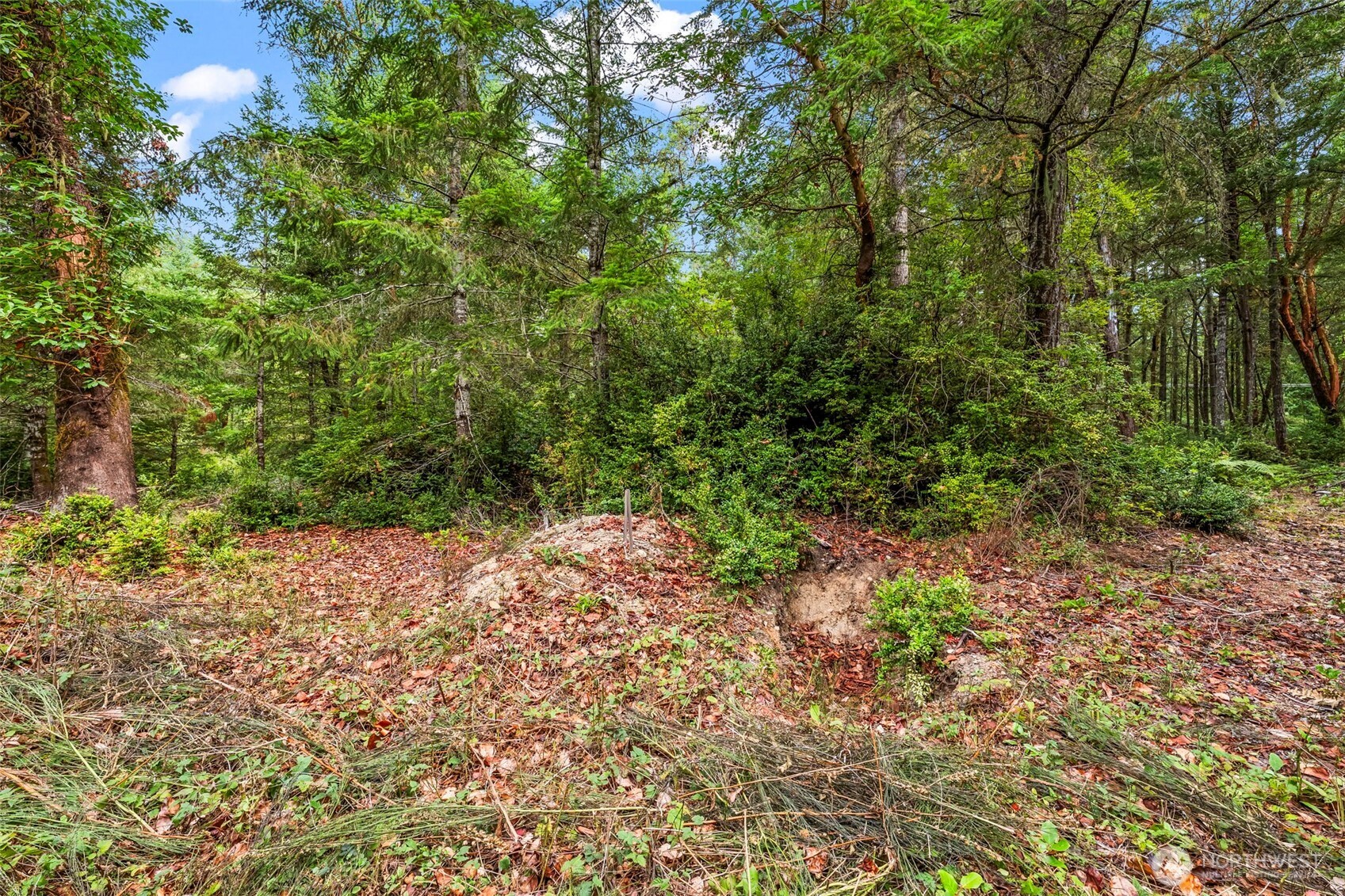 17420 74th Street Northwest Vaughn, WA 98394 - Photo 7 of 17 a view of a yard with plants and a tree