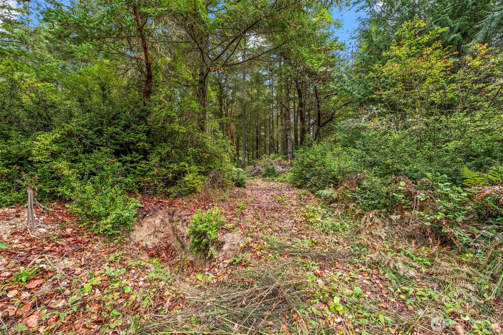 17420 74th Street Northwest Vaughn, WA 98394 - Photo 8 of 17 a view of a yard with a tree