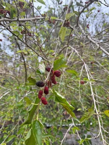 a picture of flowers