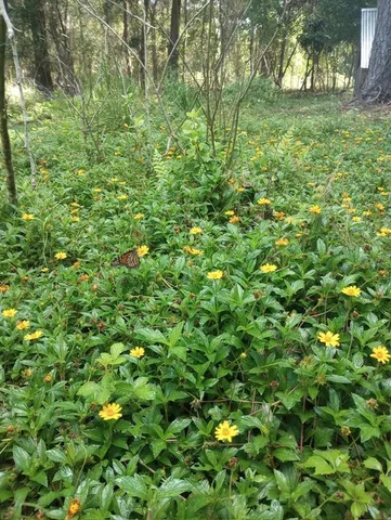 a view of a lush green yard