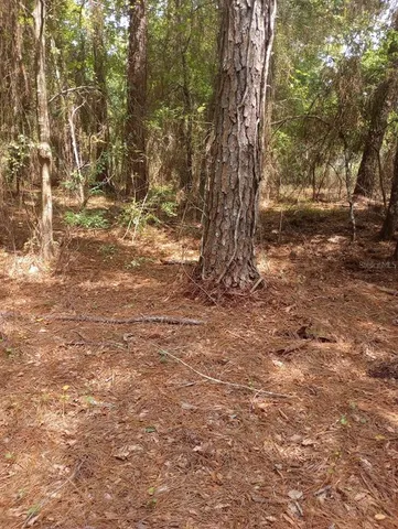 a view of empty space with trees
