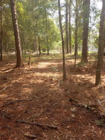 a view of a yard with trees