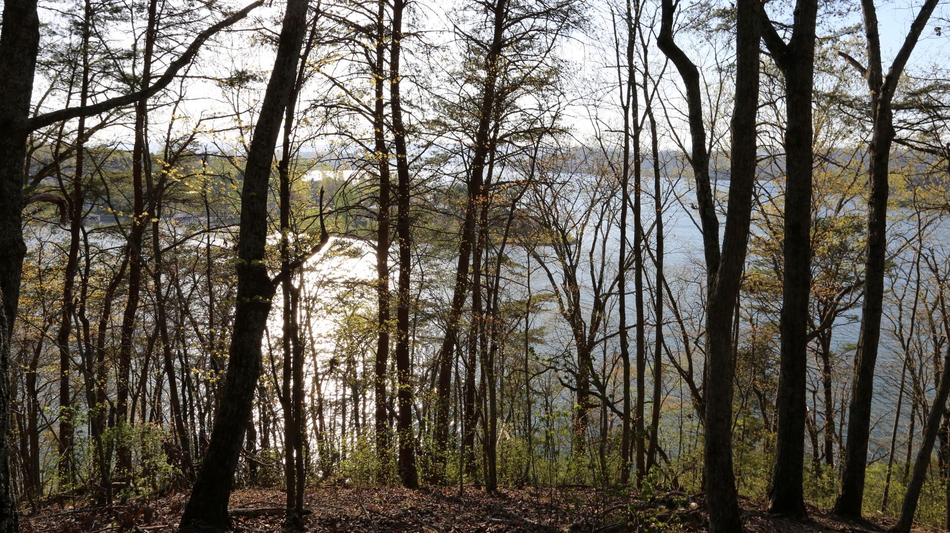 Lot 408 Oak Tree Dr Spring Spring City, TN 37381 - Photo 2 of 5 IMG_1273 (Large)