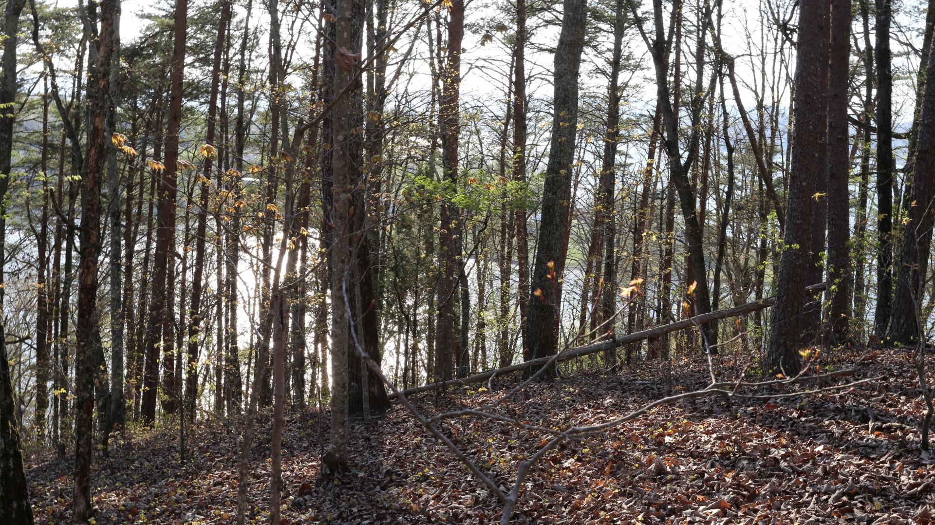 Lot 408 Oak Tree Dr Spring Spring City, TN 37381 - Photo 3 of 5 IMG_1268 (Large)