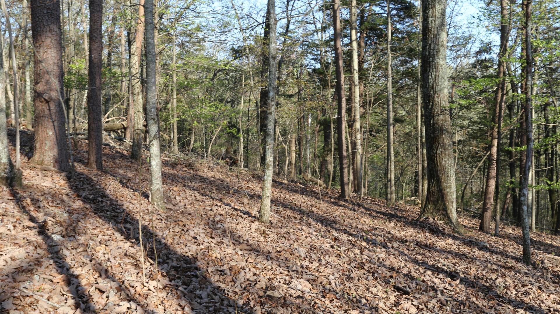 Lot 408 Oak Tree Dr Spring Spring City, TN 37381 - Photo 4 of 5 IMG_1270 (Large)