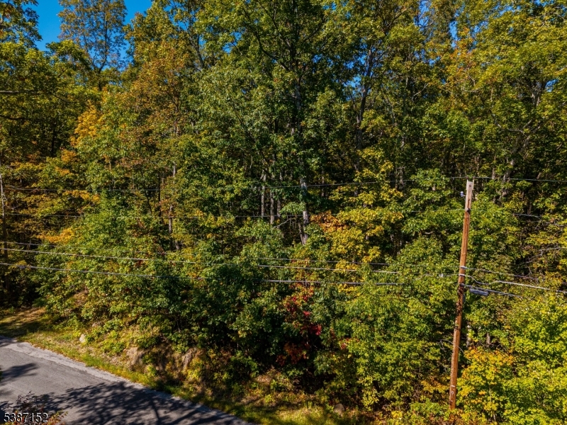 7 Bridge Road Vernon, NJ 07422 - Photo 15 of 18 a view of a tree with a plant