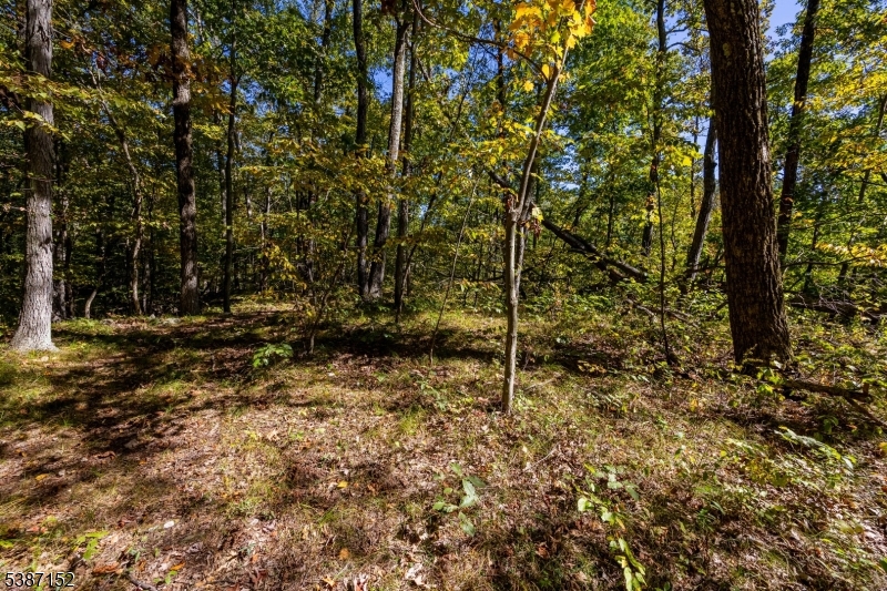 7 Bridge Road Vernon, NJ 07422 - Photo 7 of 18 a backyard of a house with lots of plants