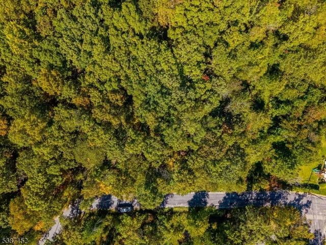 a view of a tree with a plant