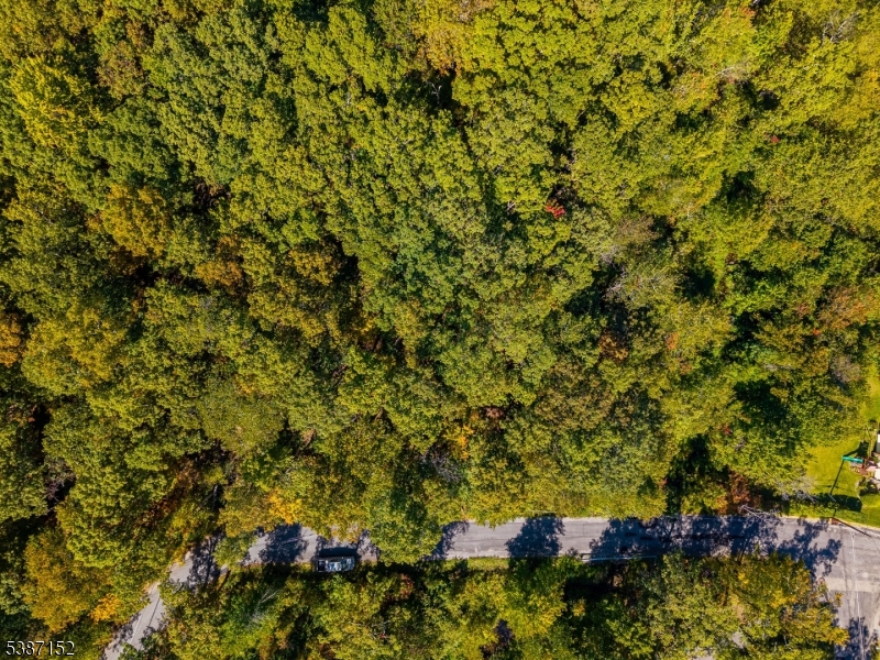 7 Bridge Road Vernon, NJ 07422 - Photo 8 of 18 a view of a tree with a plant