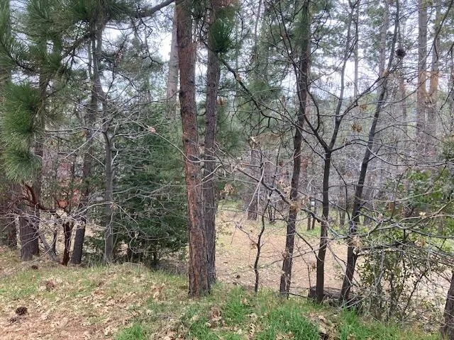a view of trees in a yard