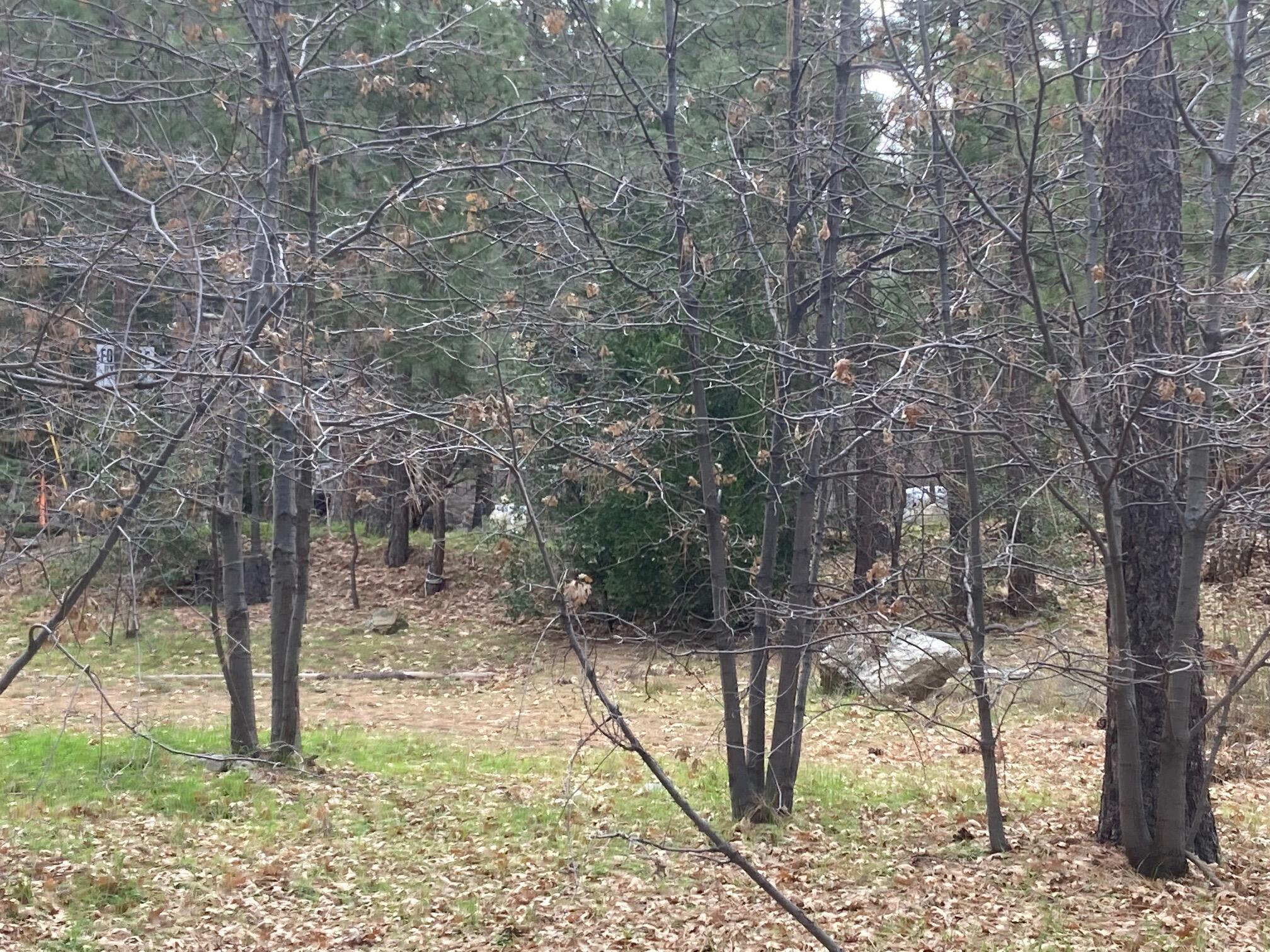 0 Country Club Drive Idyllwild, CA 92549 - Photo 5 of 10 IMG_2667