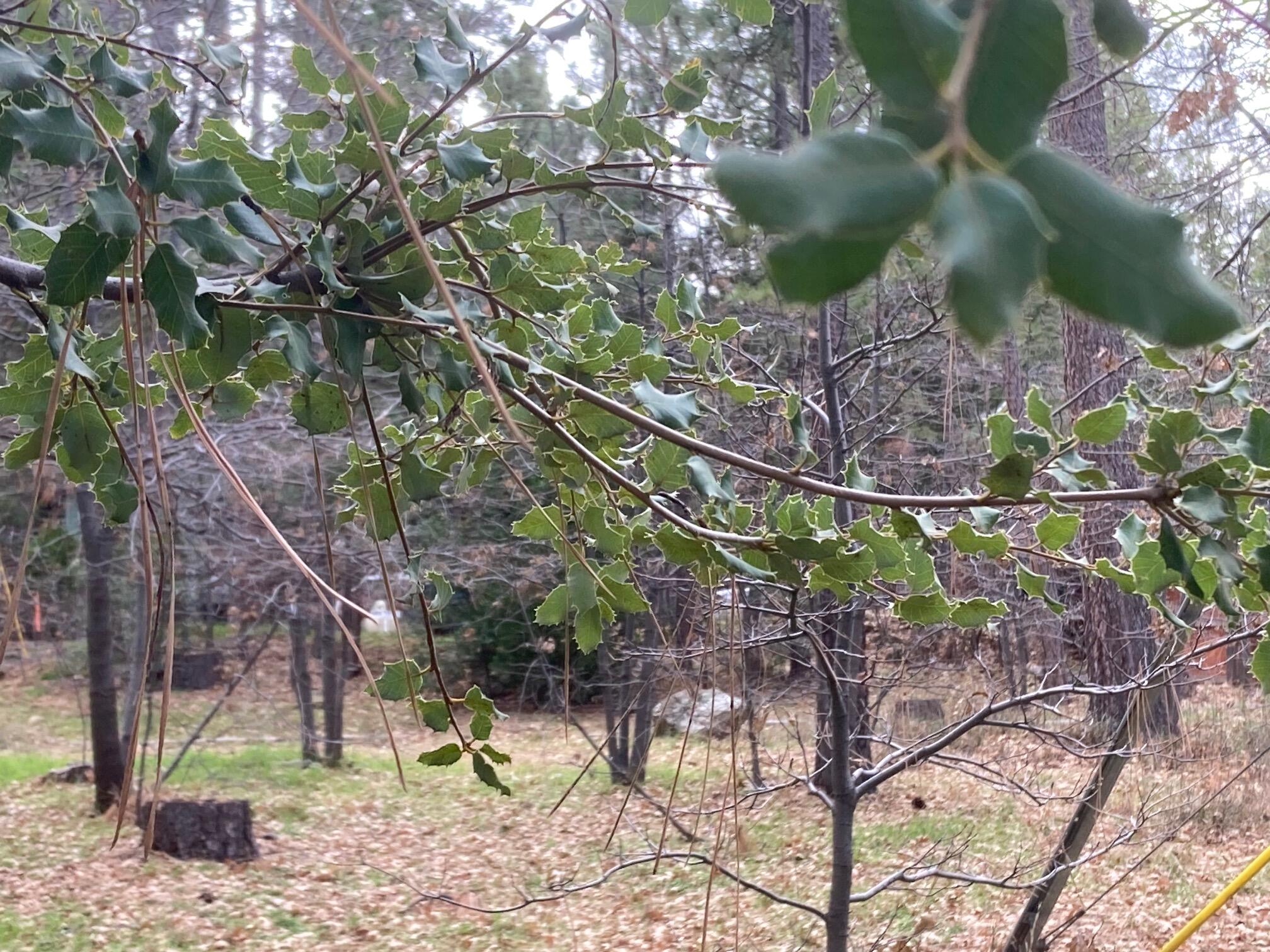 0 Country Club Drive Idyllwild, CA 92549 - Photo 6 of 10 IMG_2666