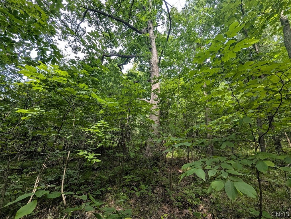Keifer Hollow Road Dansville, NY 14437 - Photo 8 of 33