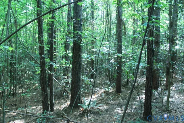 a view of a lush green forest