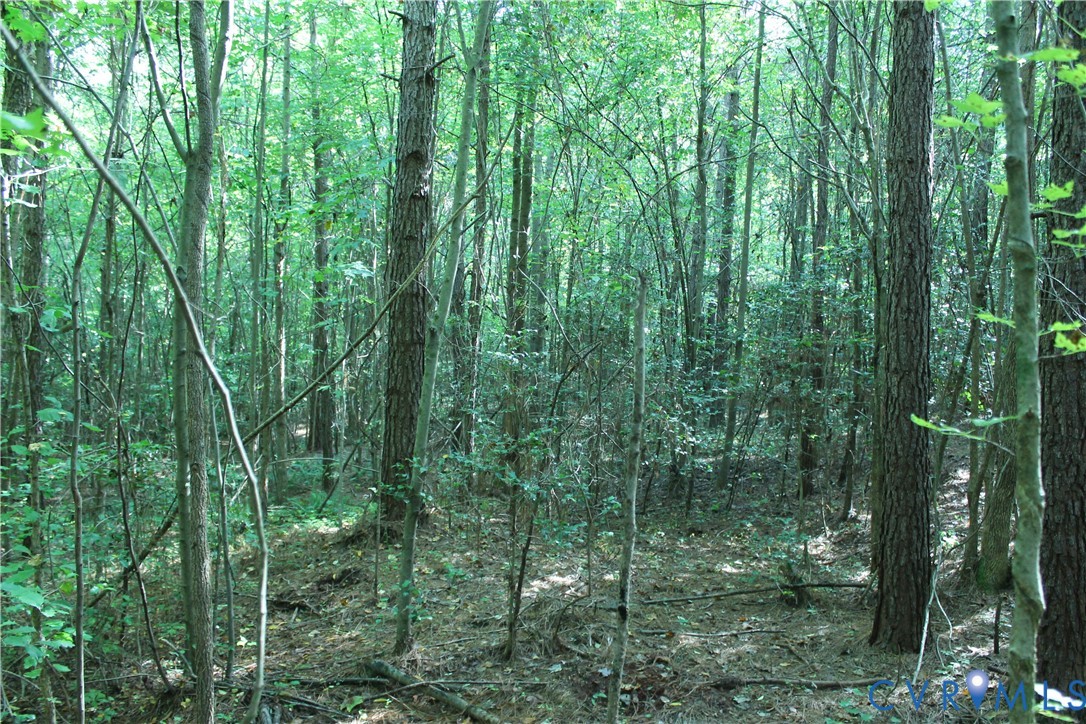 0 Floyd Road Brodnax, VA 23920 - Photo 16 of 30 a view of forest