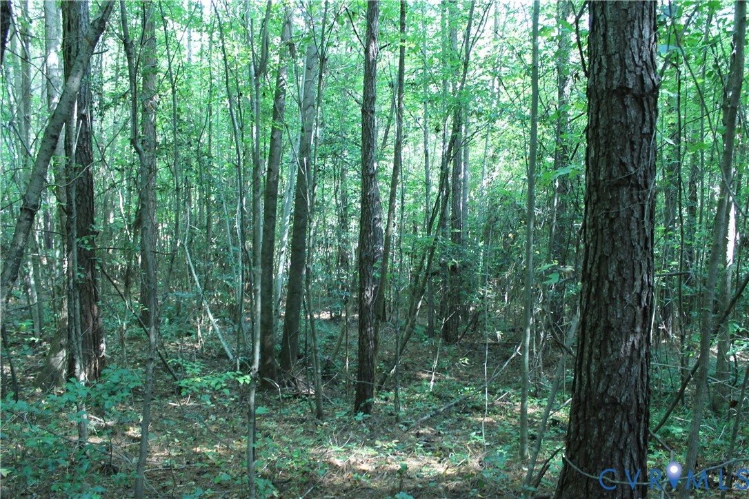 0 Floyd Road Brodnax, VA 23920 - Photo 17 of 30 a view of a lush green forest