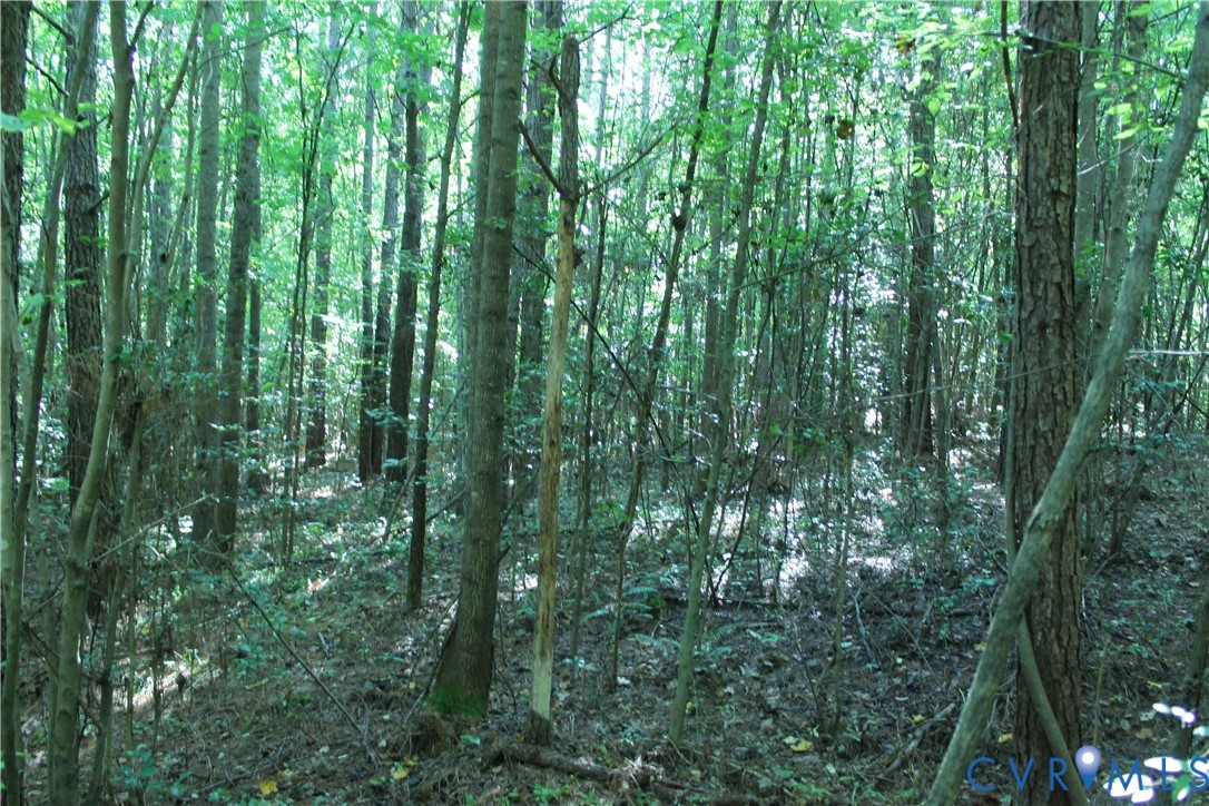 0 Floyd Road Brodnax, VA 23920 - Photo 18 of 30 a view of a lush green forest