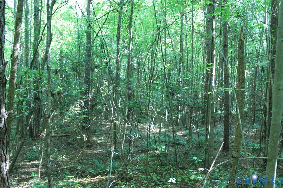 0 Floyd Road Brodnax, VA 23920 - Photo 19 of 30 a view of a lush green forest