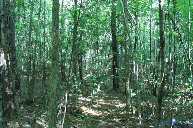 a view of a lush green forest