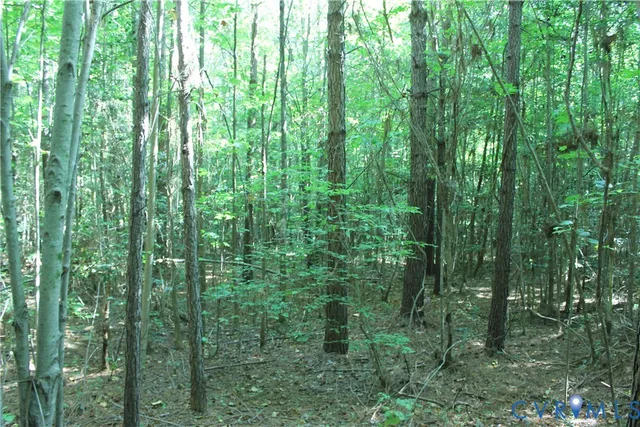 a view of a lush green forest
