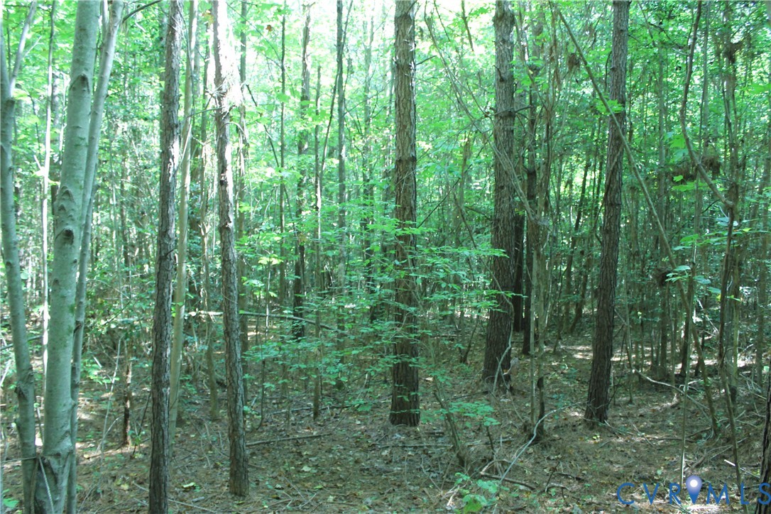 0 Floyd Road Brodnax, VA 23920 - Photo 21 of 30 a view of a lush green forest