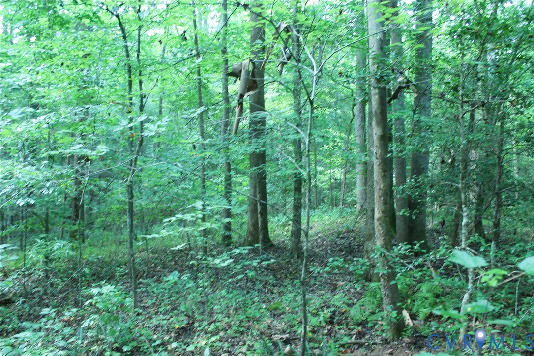 0 Floyd Road Brodnax, VA 23920 - Photo 23 of 30 a view of a forest