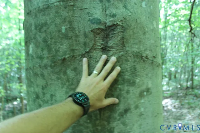 a backyard of a house with lots of green space and trees all around