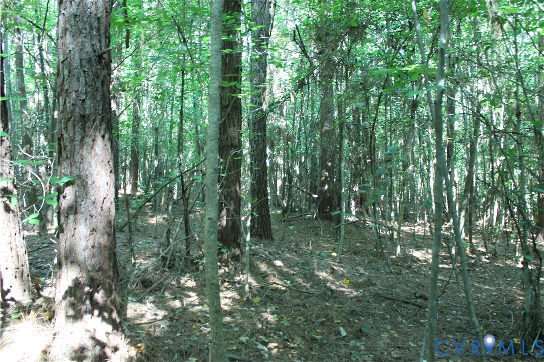 0 Floyd Road Brodnax, VA 23920 - Photo 5 of 30 a lush green forest with lots of trees