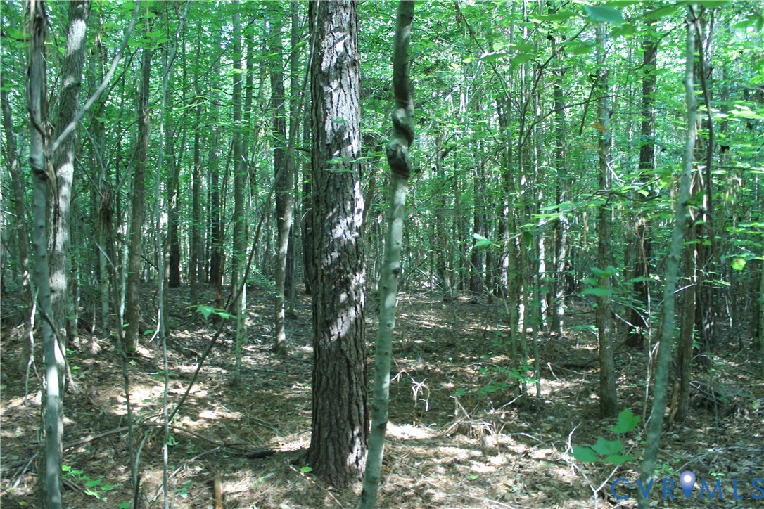 0 Floyd Road Brodnax, VA 23920 - Photo 7 of 30 a view of forest