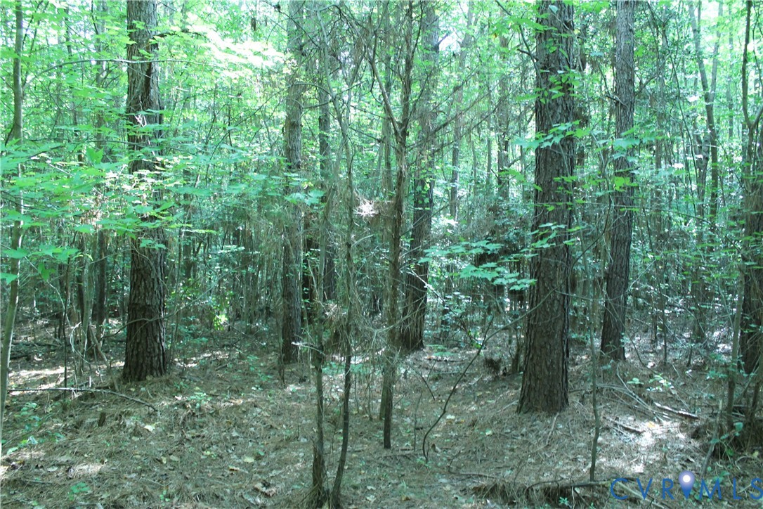 0 Floyd Road Brodnax, VA 23920 - Photo 8 of 30 a view of a forest
