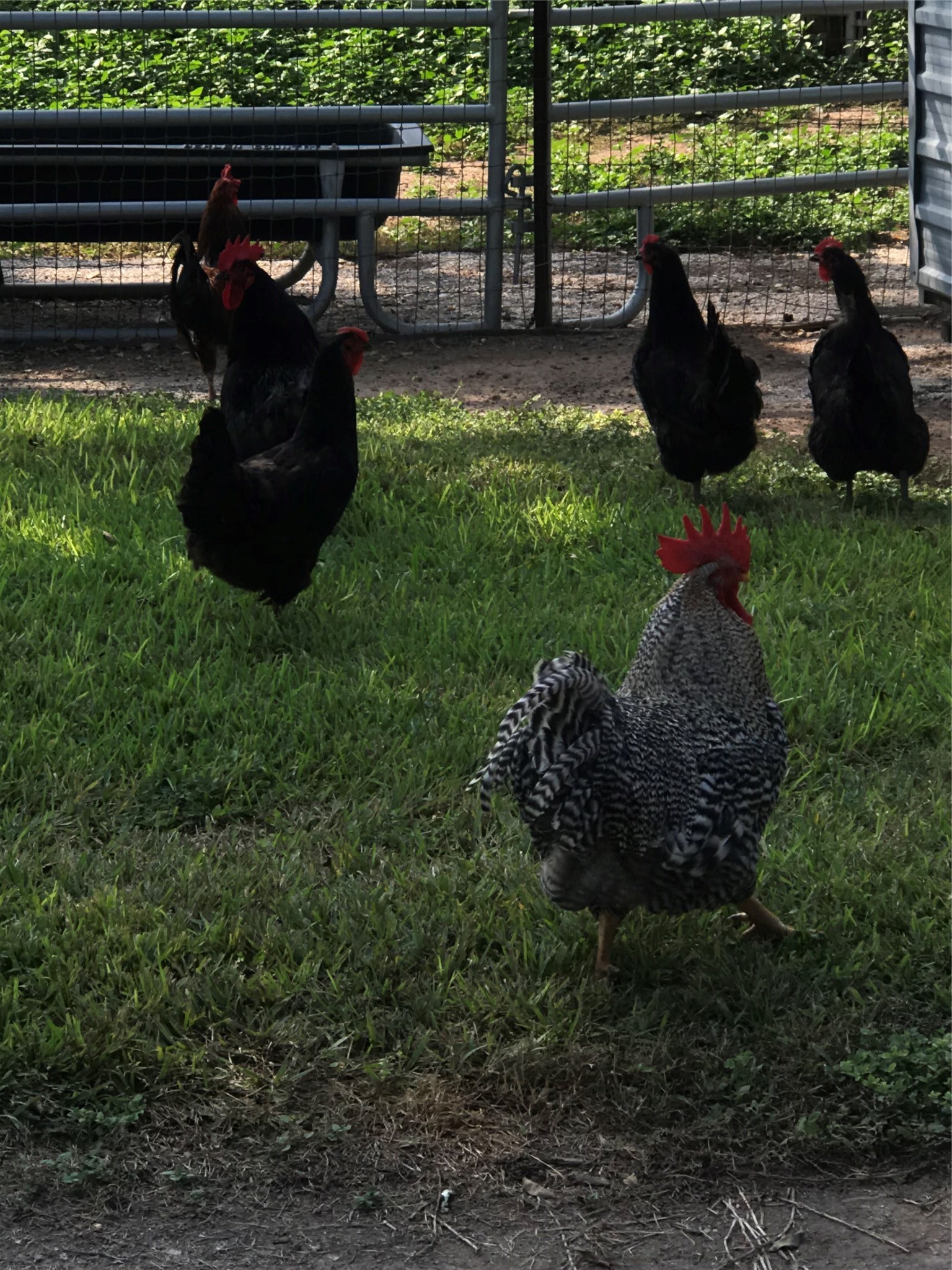 2443 Precinct Line Road Richmond, TX 77406 - Photo 17 of 17 a view of a backyard with table and chairs potted plants and large tree