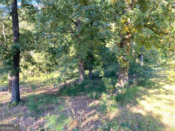 a view of a yard with plants and a tree