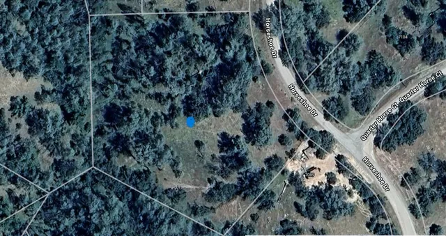 a view of a forest with a tree