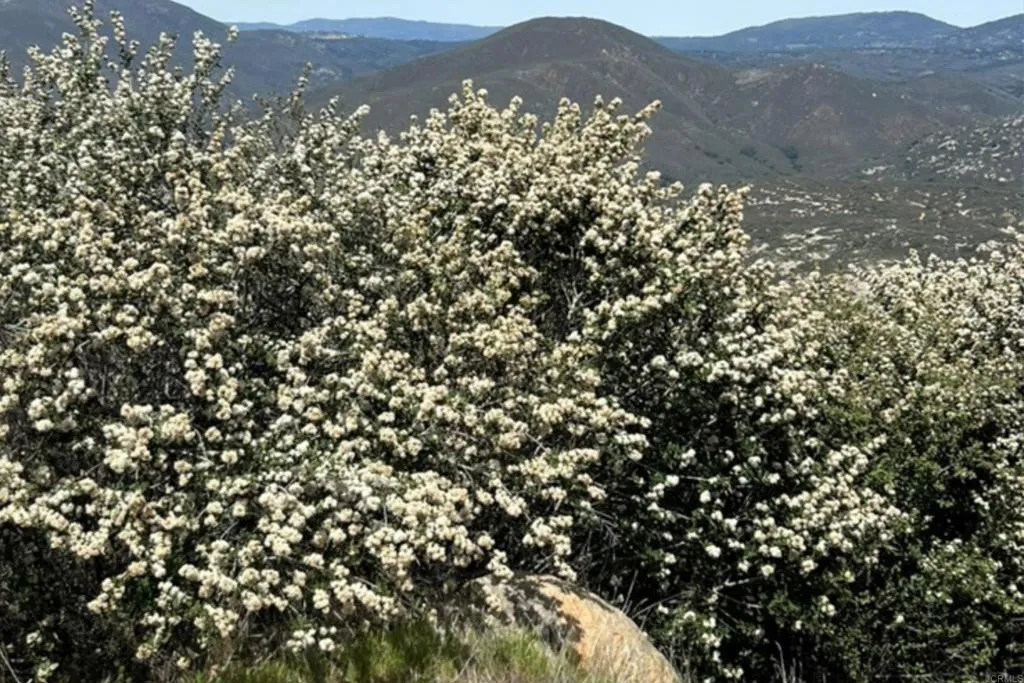 40 Sutherland Dam Road Ramona, CA 92065 - Photo 14 of 14 a view of a large tree