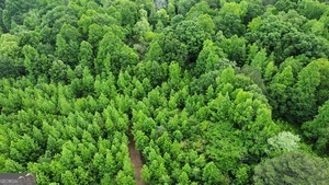 0 Wildlife Lake Road Summerville, GA 30747 - Photo 1 of 8