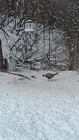 $599,900 | 809 60th Avenue Southwest, Rochester, MN 55902