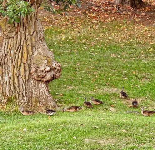 $599,900 | 809 60th Avenue Southwest, Rochester, MN 55902