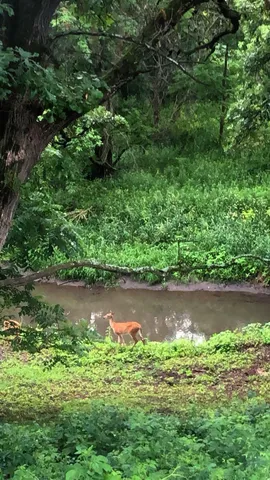 $599,900 | 809 60th Avenue Southwest, Rochester, MN 55902