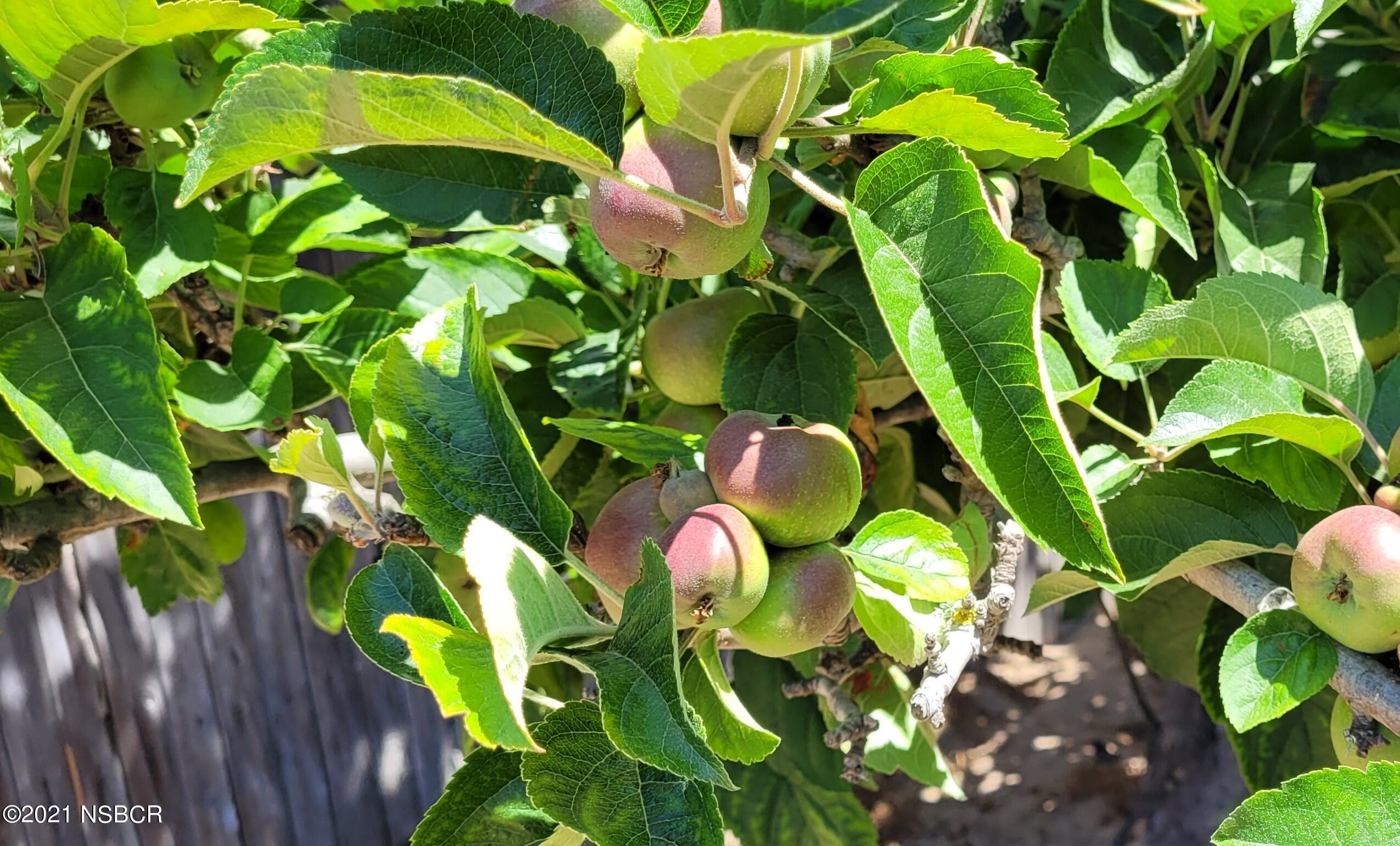 131 Gemini Street Lompoc, CA 93436 - Photo 4 of 19 Apple tree