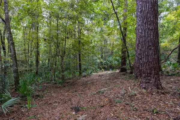 a view of a forest with trees in the background