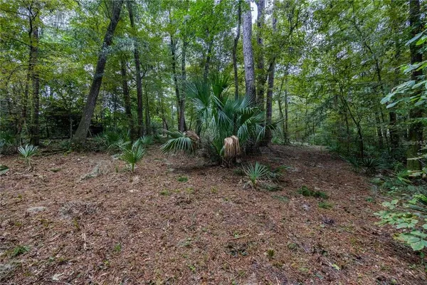 a view of a yard with plants and trees