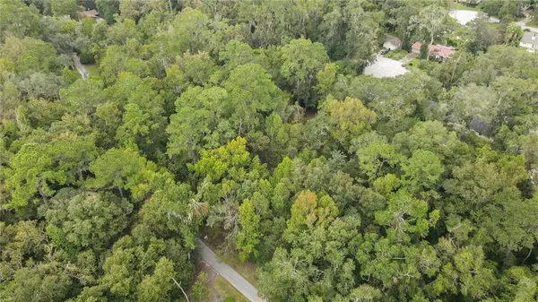 a view of a forest with a tree