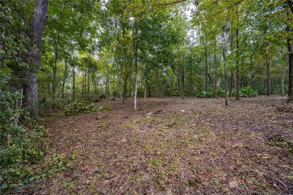 a view of a forest with trees in the background