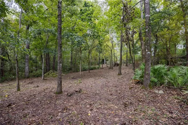 a view of a forest with trees in the background