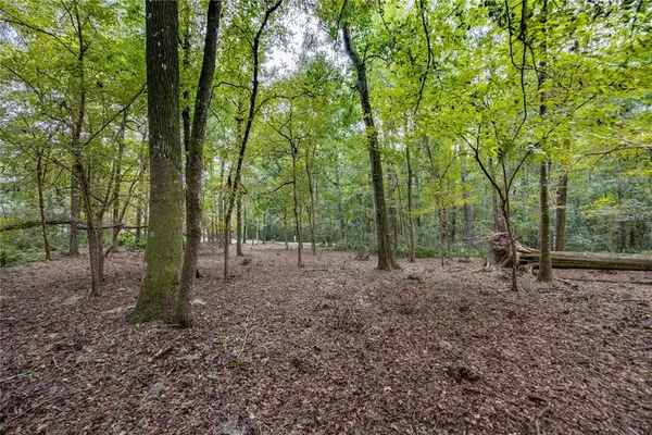 a view of a forest that has large trees
