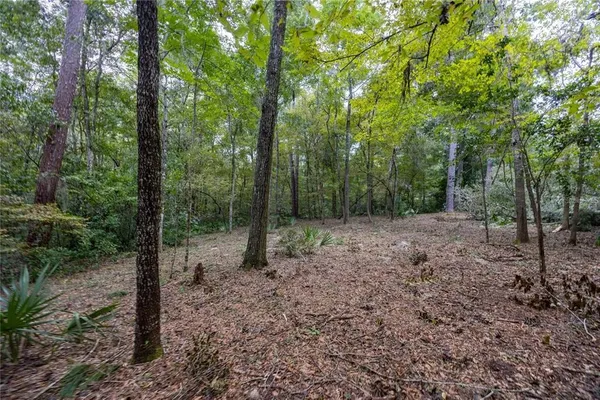 a view of a forest with trees in the background