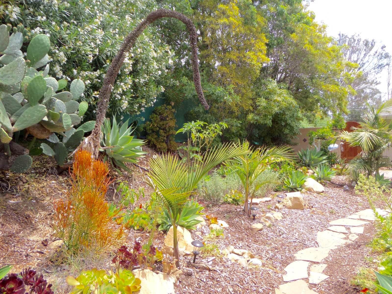 3918 Foothill Road Santa Barbara, CA 93110 - Photo 19 of 21 Mature Drought Tolerant Landscape