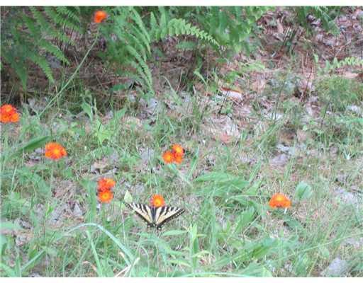 Lot #56 Cross Town Road Embden, ME 04958 - Photo 7 of 9 Land. Enjoy nature, abuts wildlife...